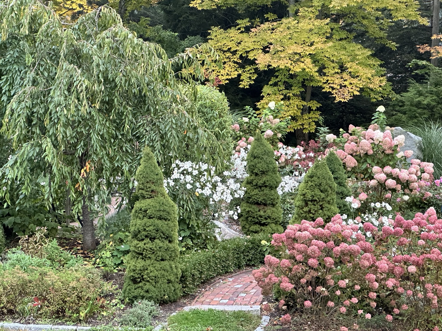 Sculptural evergreens, pink hydrangeas and a reclaimed-brick path at Solstice Garden